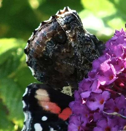 A close-up showing the distinctive colourings of the Tortoiseshell at the rear