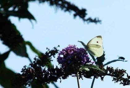 Scourge of cabbage-growers everywhere - the Large White or "Summer Snowflake"