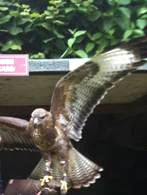 Ash, the Common Buzzard on the glove of one of the falconers