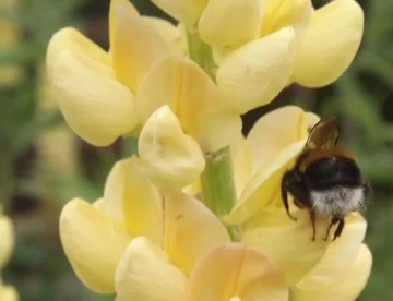 A Bumble Bee taking advantage of the nectar on offer
