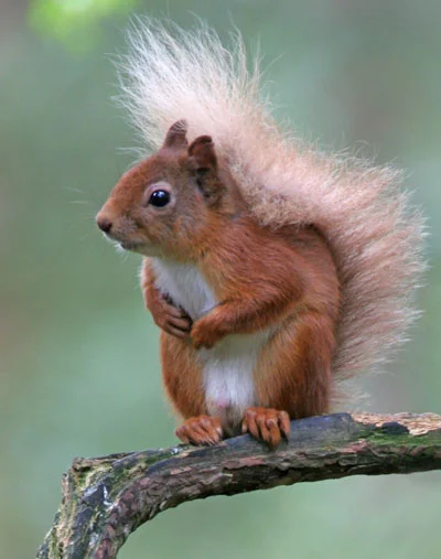 The distinctive bushy tail and tufty ears of the native Red Squirrel are shown to best advantage in this photograph taken for us by Paul Sawer, who runs some of our Photo Days
