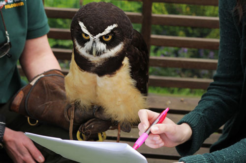 Cecil learning his lines