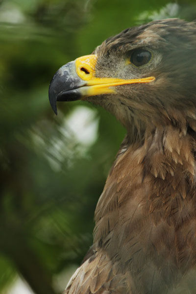 One of our visiting Tawny Eagles looks on… 