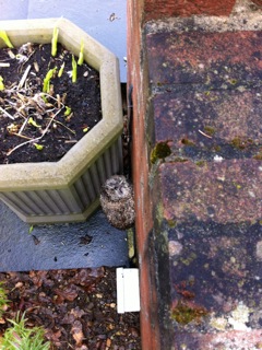 The bewildered Tawny owlet was foundnestling behind a flowerpot