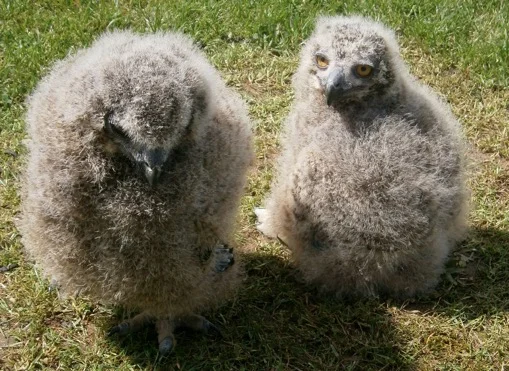 Despite being hatched only 4 days apart, the obvious difference in size of these two month-old European Eagle Owlets illustrates their rapid rate of growth