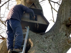 One of the Thornham Owl Project volunteers cleans out the detritus of last years nesting activity