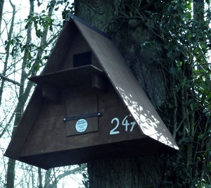 Box 247, for a Barn Owl, is sited high in a tree
