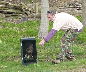 Volunteer Pete does the honours of releasing the Buzzard...