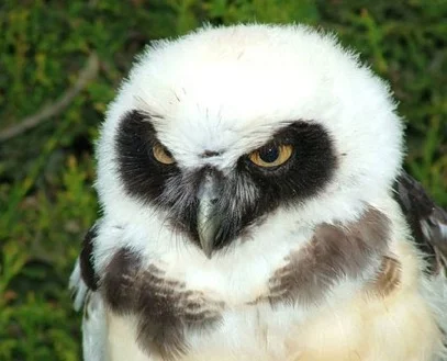 Young Phyllis took part in the pre-season flying demonstration