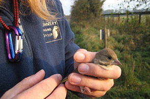 Very careful handling of the birds as they are ringed is a prerequisite of the task in hand - for more information on the B.T.O. and its work, click here