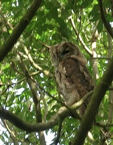 Heard but not seen - when we released this Tawny back to the wild, by flying straight to a perch in the trees he demonstrated how successful the natural camouflage of his plumage is in making him almost invisible in his natural habitat!