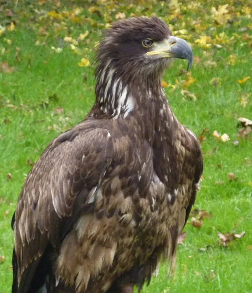 Our special guest over Remembrance Weekend was Shelby, a young Bald Headed Eagle. Yet to acquire the distinctive white plumage of his elders, Shelby nevertheless is a proficient flyer and entertained our guests with a majestic aerial display