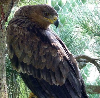 The handsome male sports the hooded eyes common to most eagles