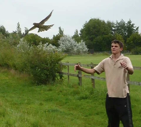 Volunteer Doug releases the Sparrowhawk where it was found, not far from the Sanctuary