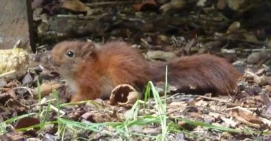 young-red-squirrel-3.jpg
