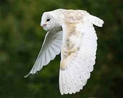 Barn-owl-email-2.jpg
