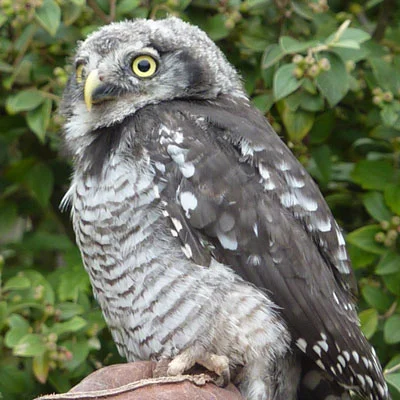Grey appears to the new Black this week! Young Nemo has a striking barred plumage