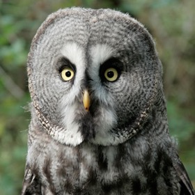 taiga002c-great-grey-1.jpg