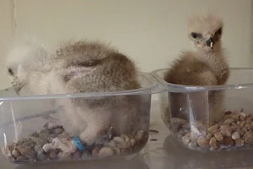 Hatched only two days apart, these Red Kite siblings show a discernible difference in size which - although far to early to tell for certain - possibly indicates that one is likely to be a male
