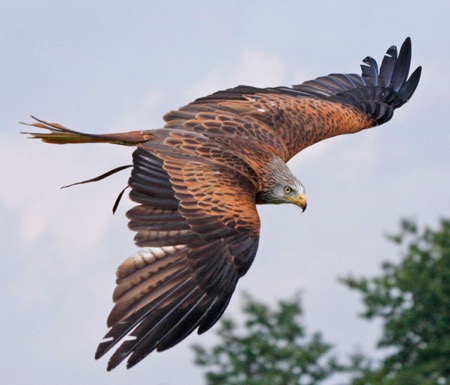 A beautiful red Kite shows off its stunning plumage during a display at S.O.S.
