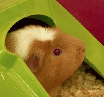 Hoping not to become part of anyone's food chain, Sandy the Guinea Pig will help us explain the role of small mammals to young visitors learning more about the process of life in the wild