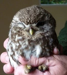 Battered & bruised - but not defeated. This Little Owl should live to tell the tale