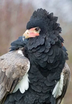 The final result - a stunning picture of a stunning bird...