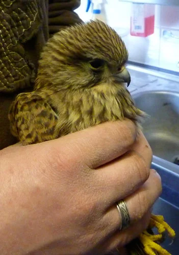 This undernourished Kestrel was collected from a local farm a few days into last December's cold snap, when it had been unable to find food because of the deep snow cover.