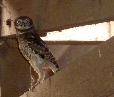 An important stage of re-release for wild birds that have been in our care for a while is the 'hack-back' - a process whereby we continue to provide food for the released bird in a secure location, so that it can feed as it recovers its bearings and natural hunting instincts in the wild