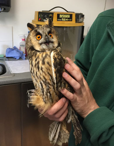I’ll have a luxury aviary for one, please!