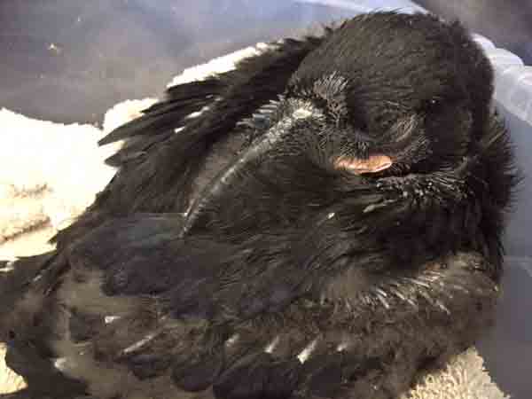 Baby raven Charles enjoys a nap after a feed, too...