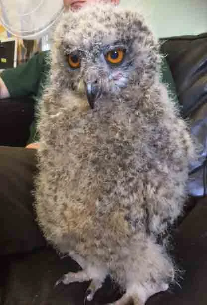 Nakura, our baby Mackinders Owl gets bigger by the day!