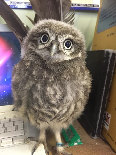 Seemingly quite at home amongst the detritus of Falconer Liz's desk, at 2 months of age Sebastian seems to have mastered office management!