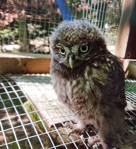 One of the recuperated little owls we have received recently now at hack in a secluded and undisclosed location