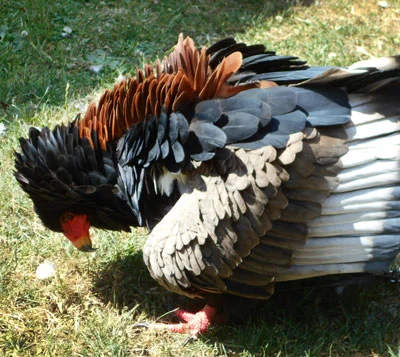 Spreading and puffing feathers helps to reduce body temperature, as Pungu the Bateleur Eagle demonstrates