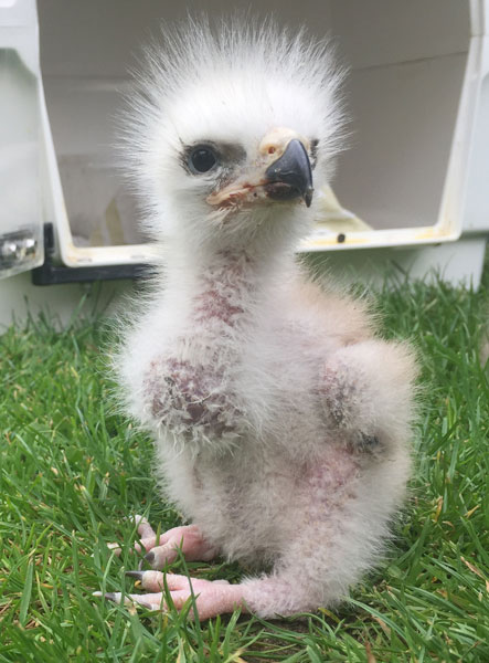 ... and after 3 weeks, this youngster gets its first feel of grass.