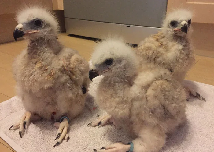 Shortly after, the downy fledging continues apace...