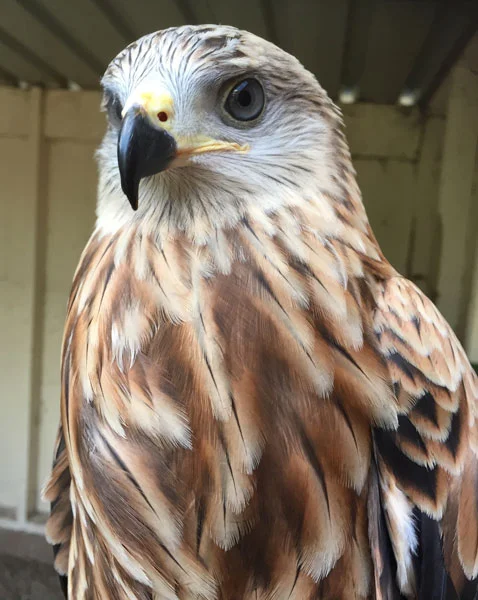 At 8 weeks the form of this adolescent Red Kite is almost complete, ready to join our team as we let our visitors know what what a successful conservation story lies behind this once almost extinct species.
