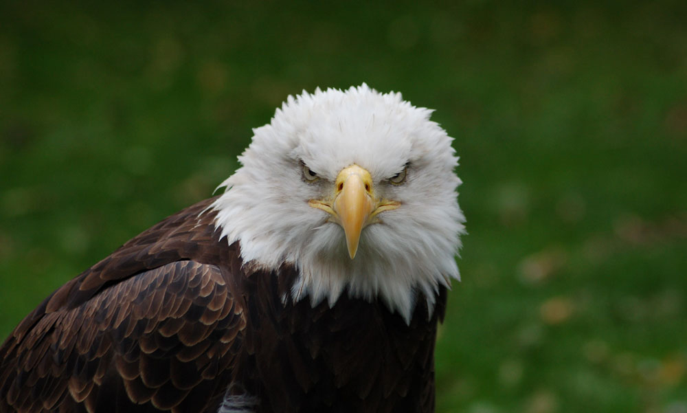 JUNIOR CATEGORY Winner: ZAK MORATH for his evocative image of Lincoln, the Bald Eagle at Suffolk Owl Sanctuary