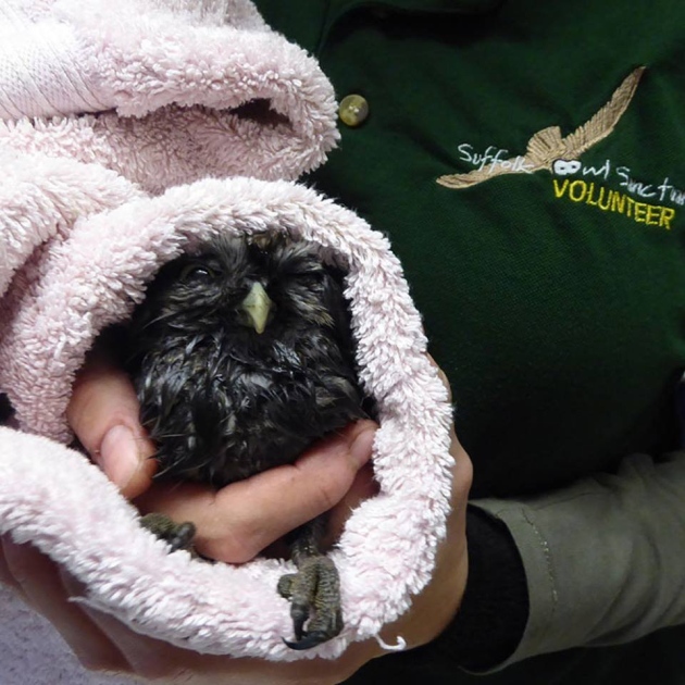 A quick towel dry is essential after birds are bathed to remove contaminants