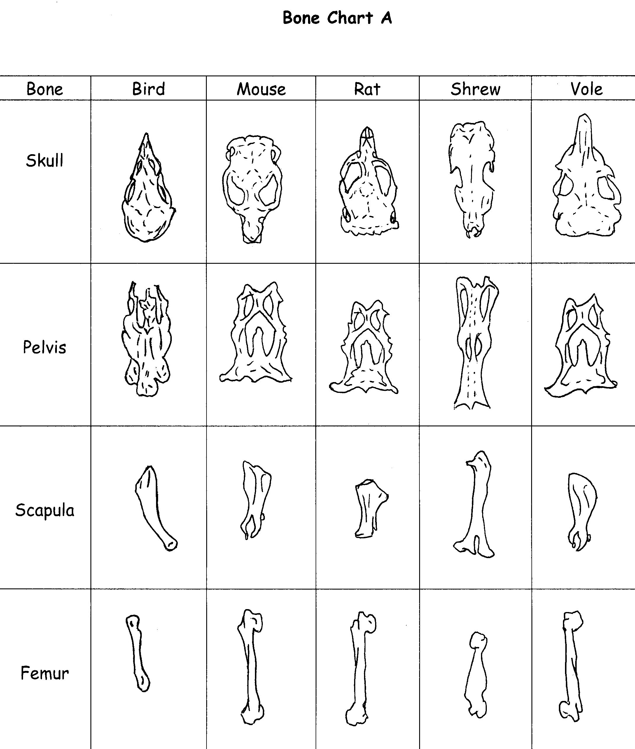 Owl Identification Chart