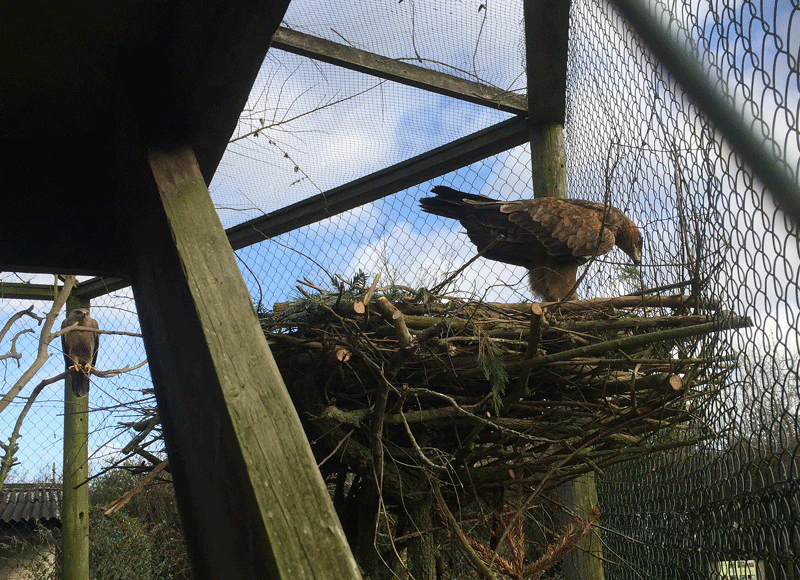 Sambura the male tawny eagle inspects the recent renovations!