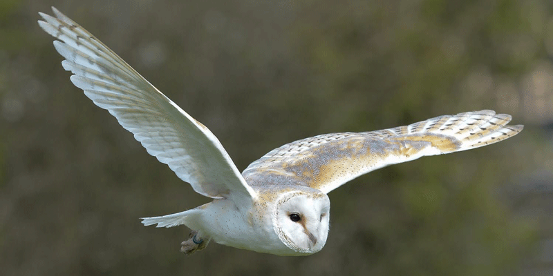 Witness the silent flight of the beautiful Barn Owl…