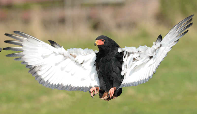 Admire the dramatic aerial control of the Bateleur Eagle…