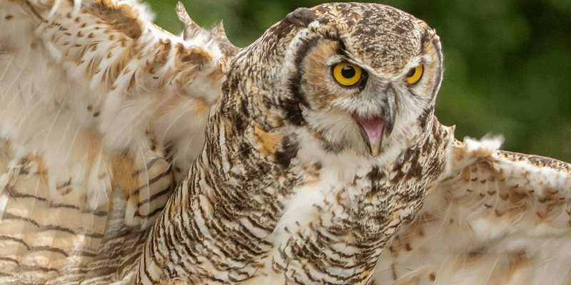 Be awed by the sharp eyes and intricate feather formation of the Great Horned Owl