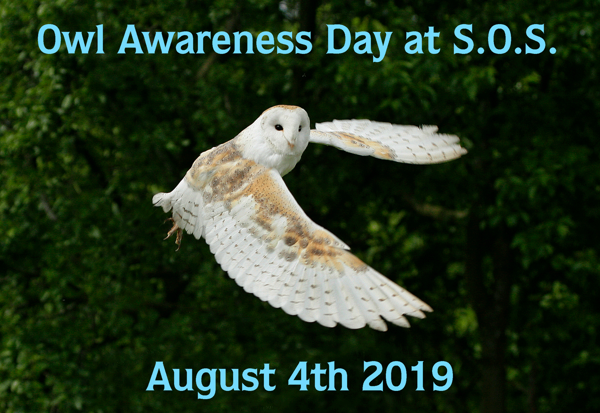 Owl-Awareness-Day.gif