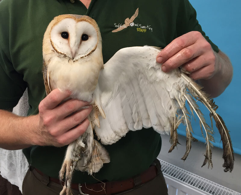 A very sticky situation — Suffolk Owl Sanctuary