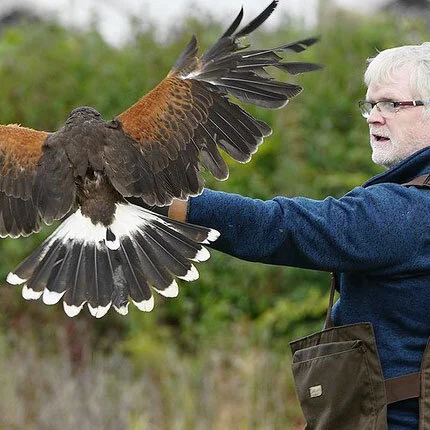 Falconry-for-beginners3.jpg