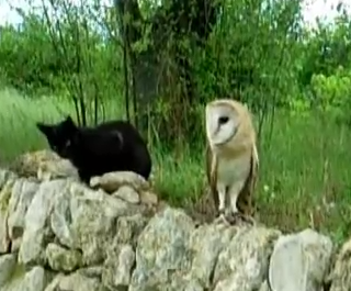 An Owl A Pussycat And A Python Suffolk Owl Sanctuary
