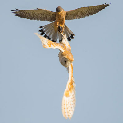 Aerial Hijack Suffolk Owl Sanctuary